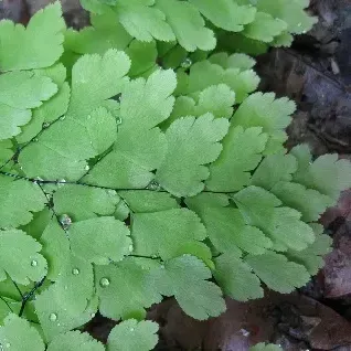 thumbnail for publication: Adiantum spp.: Maidenhair Fern